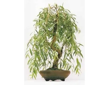 bonsai salice piangente 