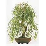 bonsai salice piangente 