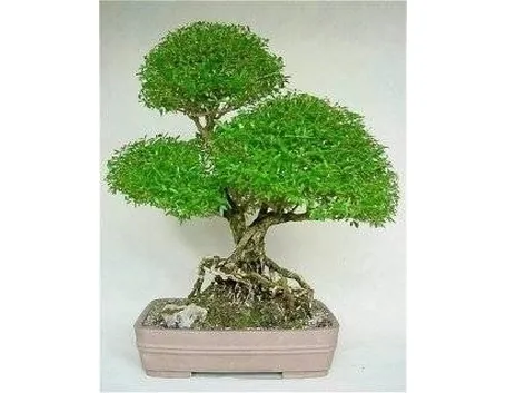 bonsai serissa