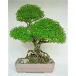 bonsai serissa