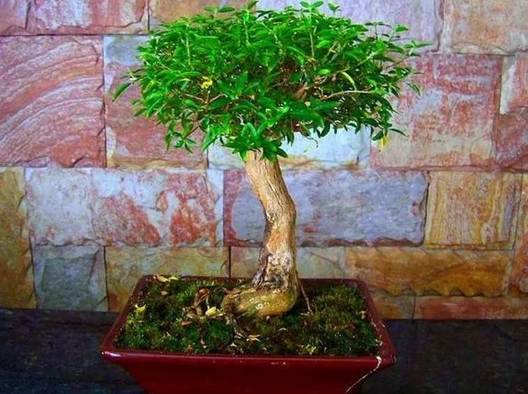bonsai serissa