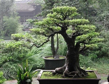 bonsai vite 