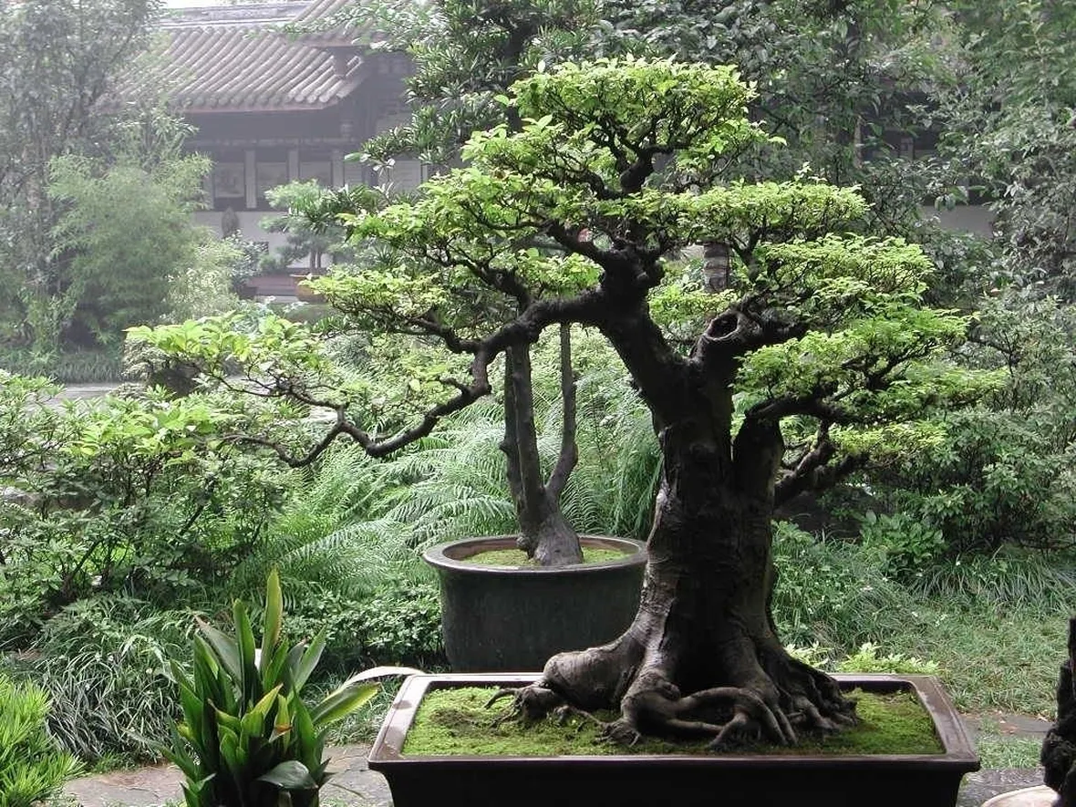 bonsai vite