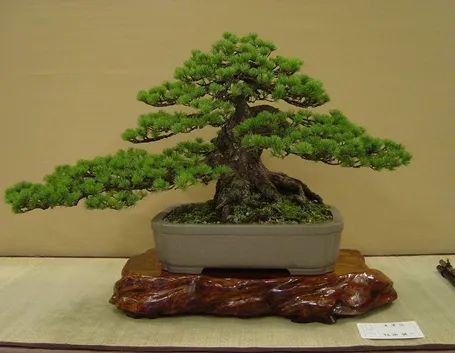 bonsai