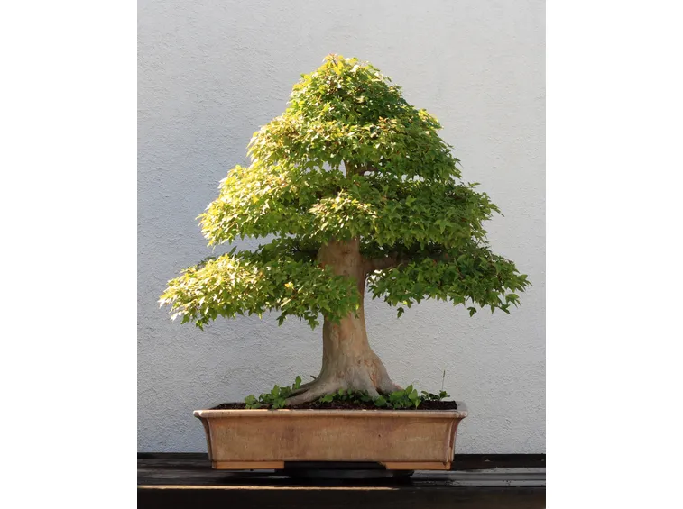 bonsai