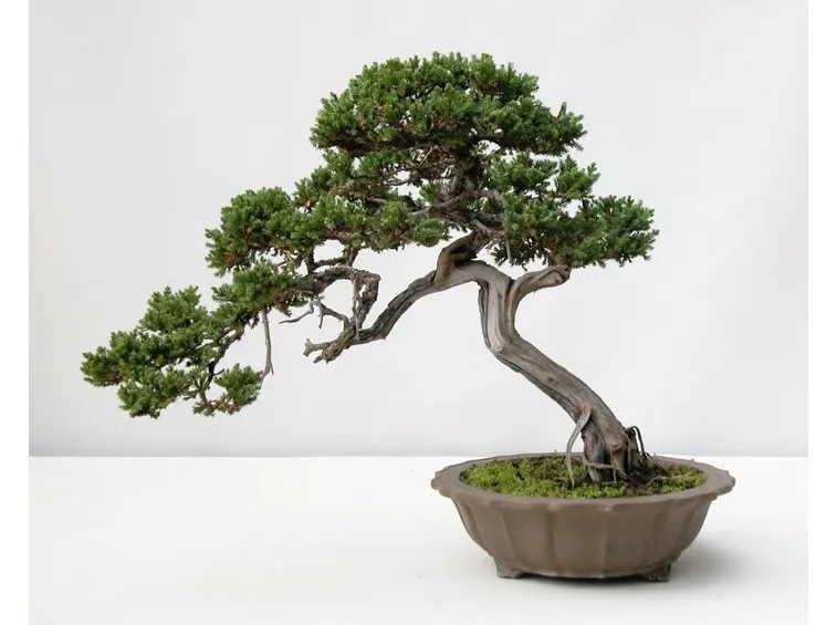 bonsai cura
