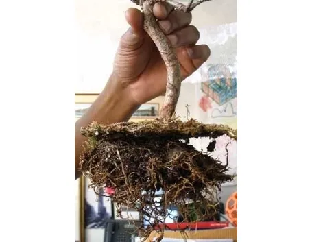 fertilizzare i bonsai 