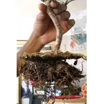 fertilizzare i bonsai 