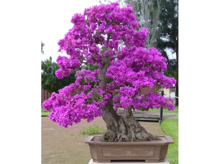bonsai da fiore