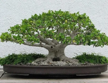 bonsai