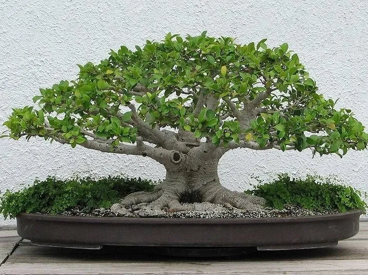bonsai