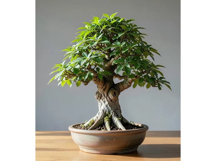 bonsai
