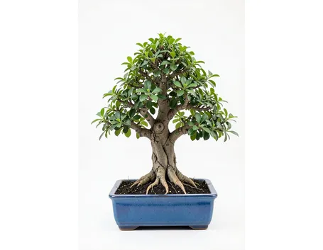 ficus bonsai