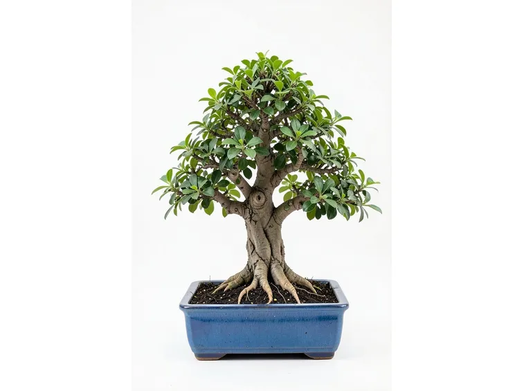 ficus bonsai