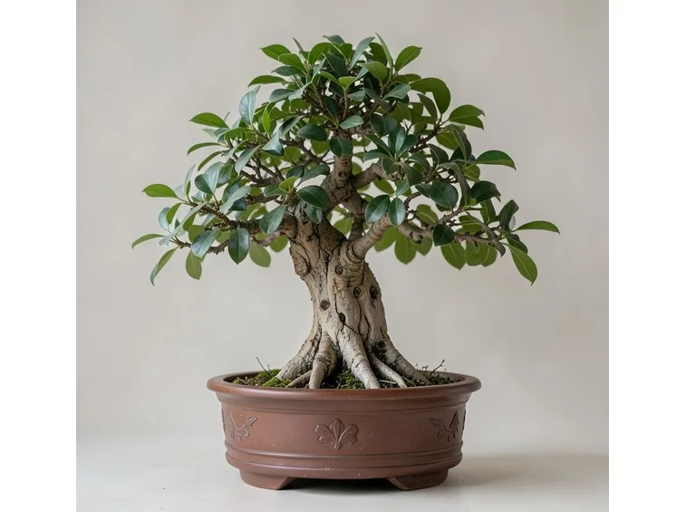 esemplare particolare di ficus bonsai