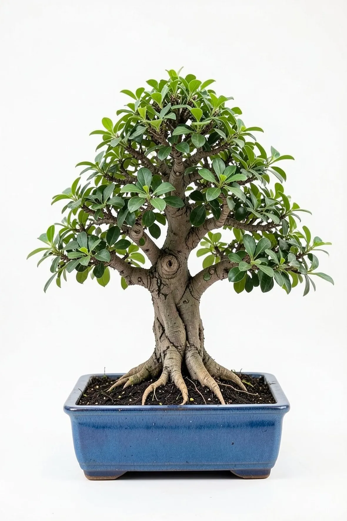 ficus bonsai