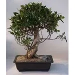 Ficus retusa 