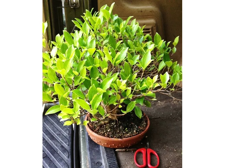 Ficus retusa