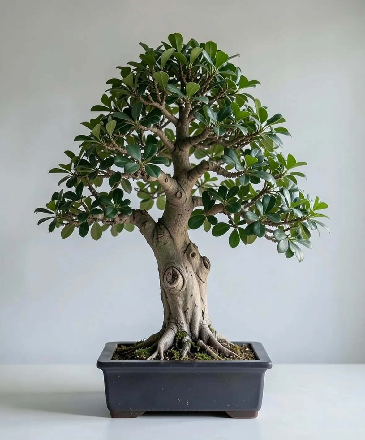 Ficus retusa