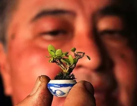 bonsai in miniatura