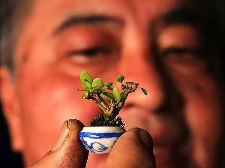 bonsai in miniatura