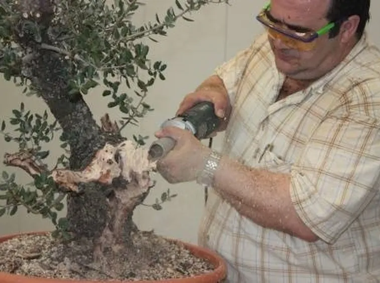 coltivazione bonsai