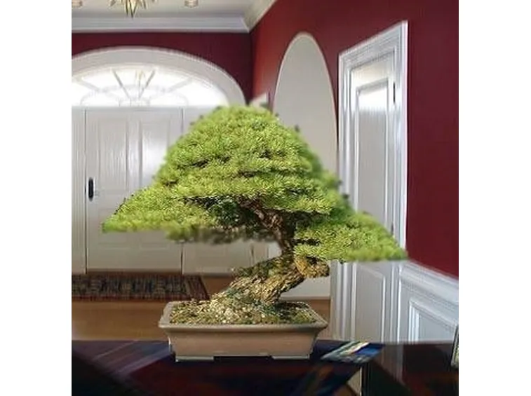 bonsai grande