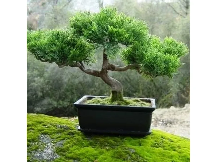 bonsai giapponese