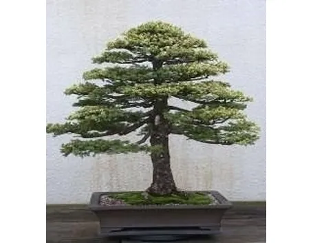 bonsai
