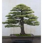bonsai