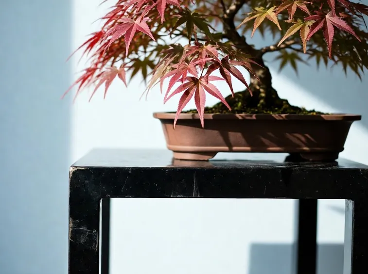 bonsai