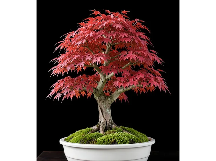 bonsai