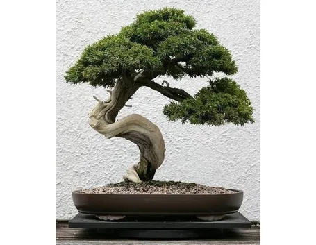 bonsai