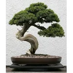bonsai