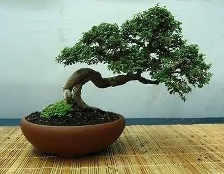 vaso bonsai