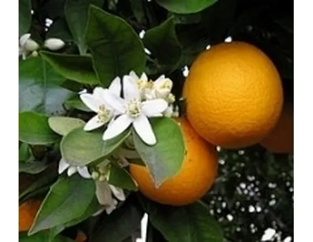agrumi 