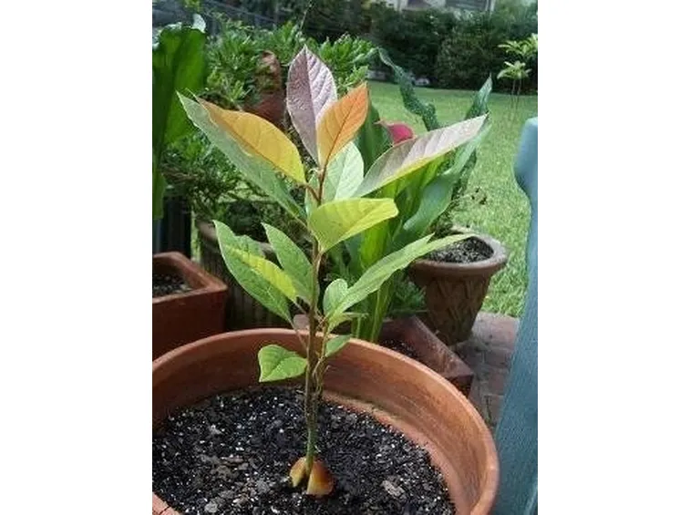 pianta di avocado 