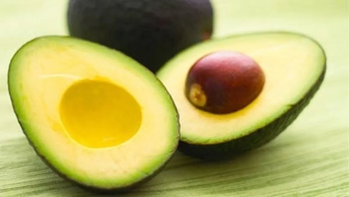 coltivazione avocado 