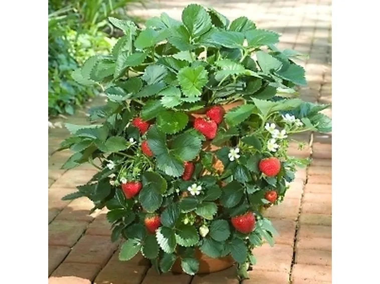 pianta di fragole