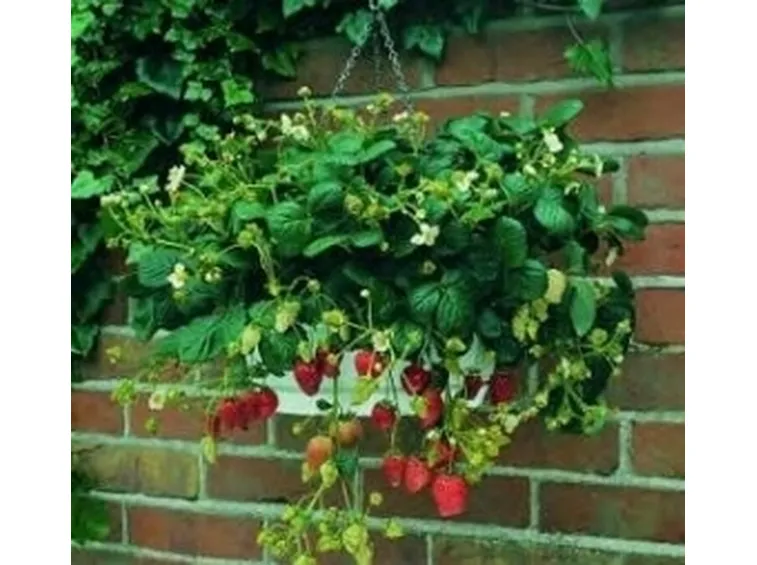 pianta di fragole in vaso 