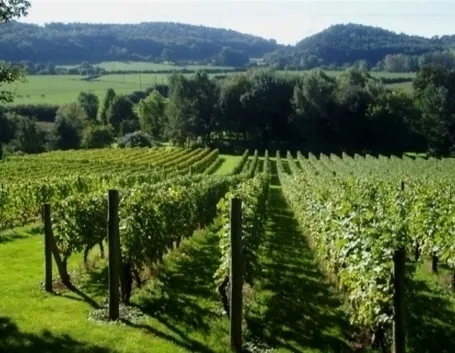 vigneto 