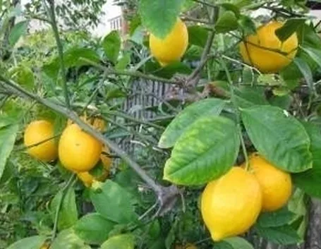 limoni concime 