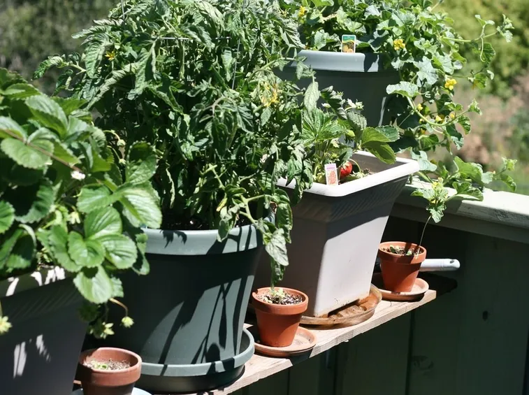 coltivare vegetali in terrazzo