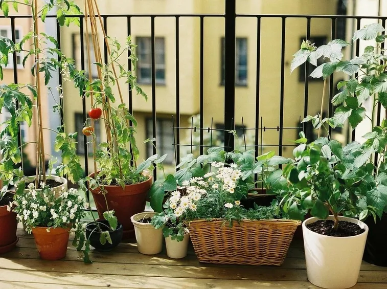 coltivazione in terrazzo