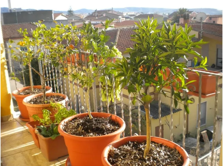 frutteto sul balcone
