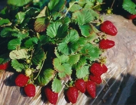 piantare le fragole 