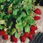 piantare le fragole 