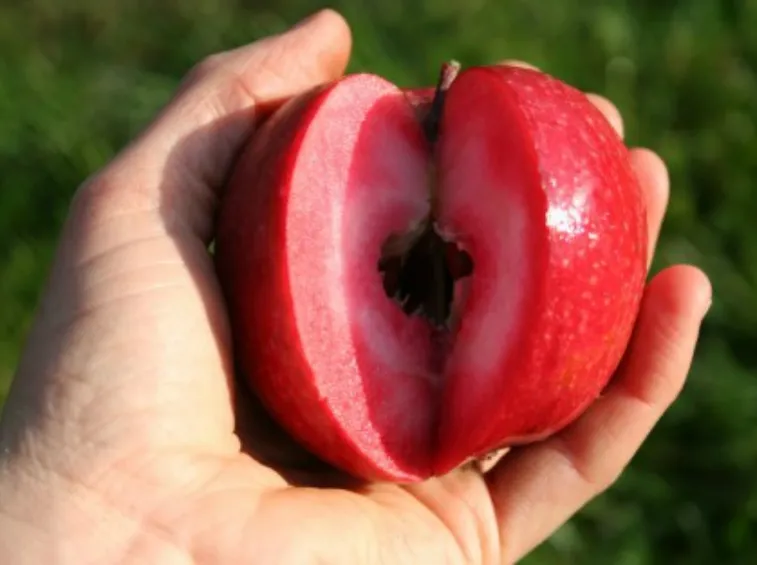 red love apple