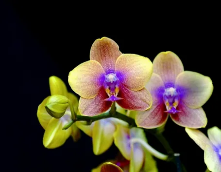 orchidee