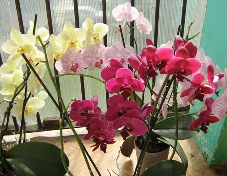 Piante di phalaenopsis in fiore